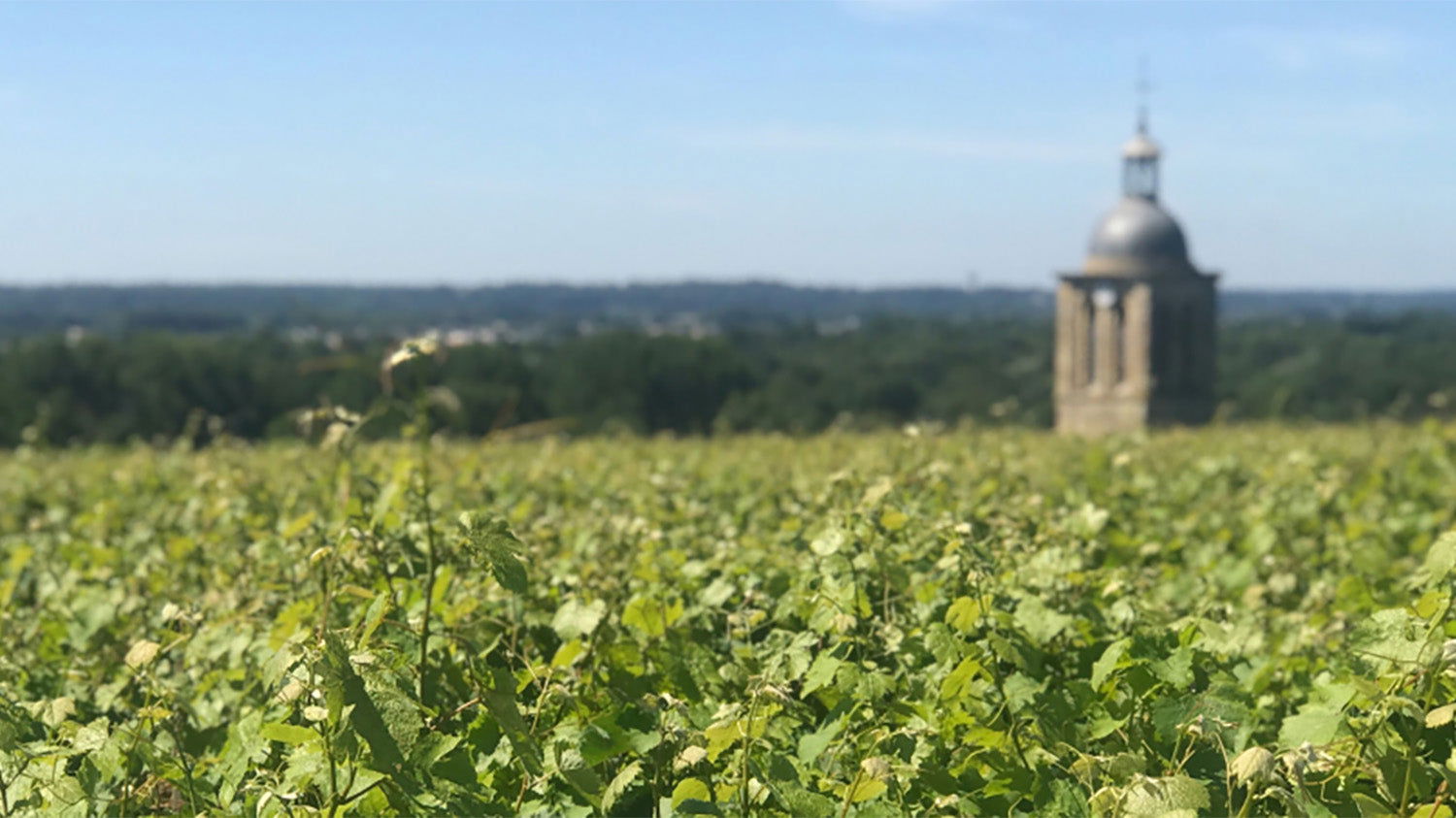Domaine Huet, Winery in Vouvray