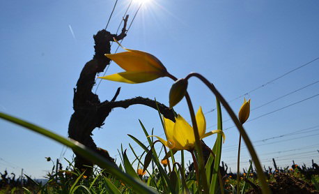 Domaine Huet winery in Vouvray, France