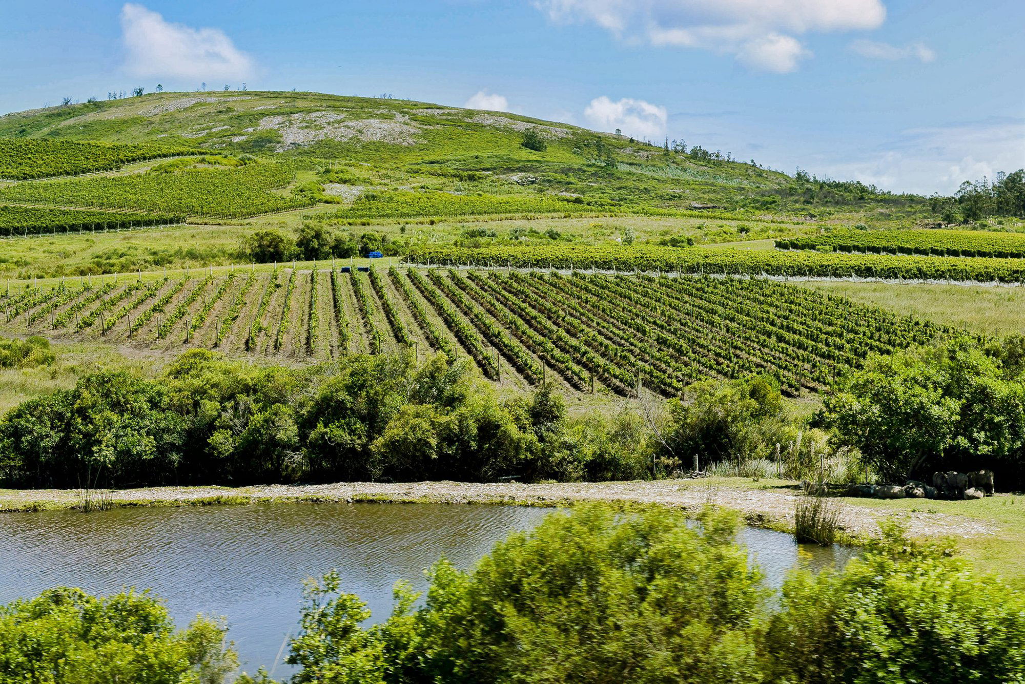 Bodega Cerro del Toro winery in Piriápolis, Uruguay