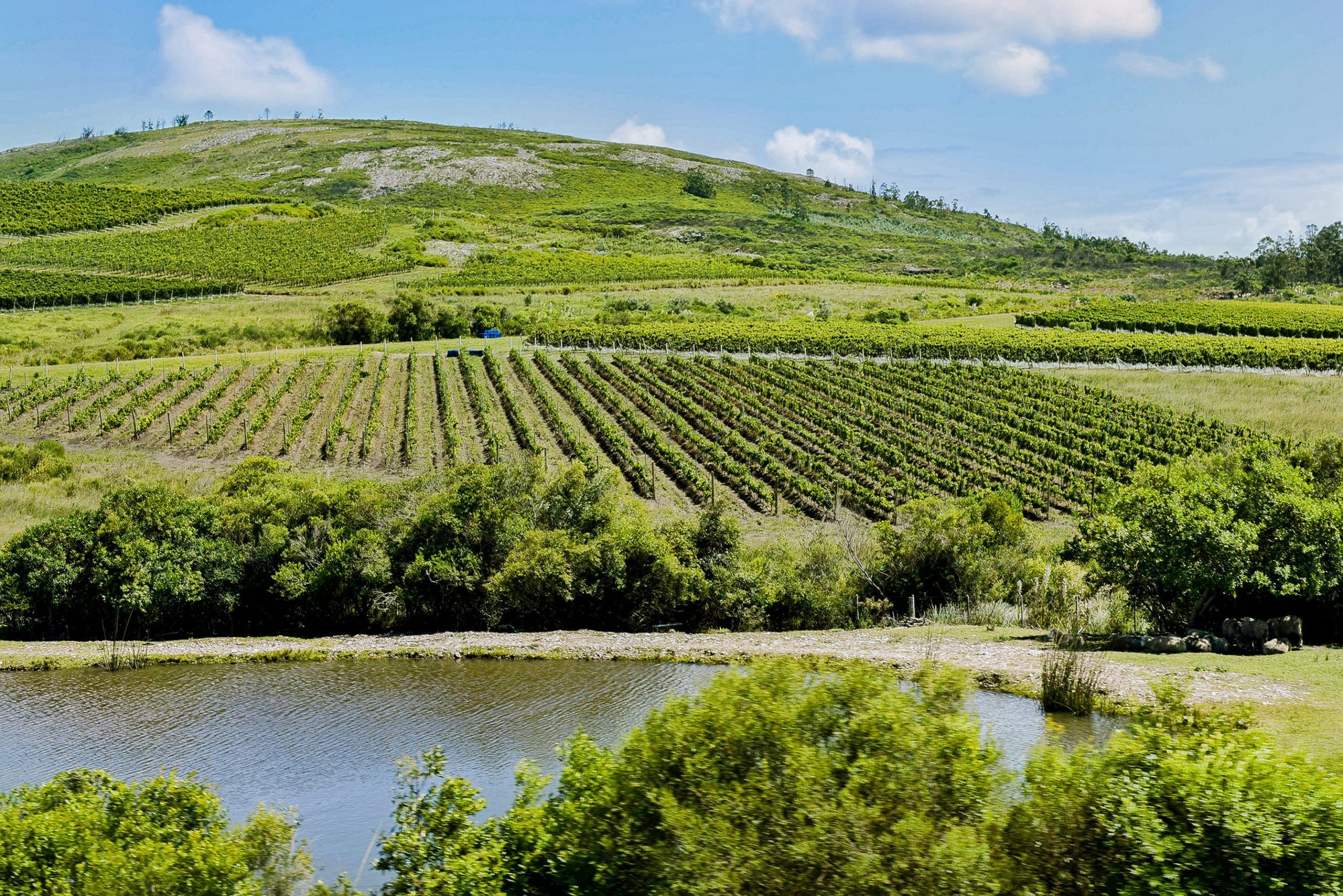 Bodega Cerro del Toro winery in Piriápolis, Uruguay