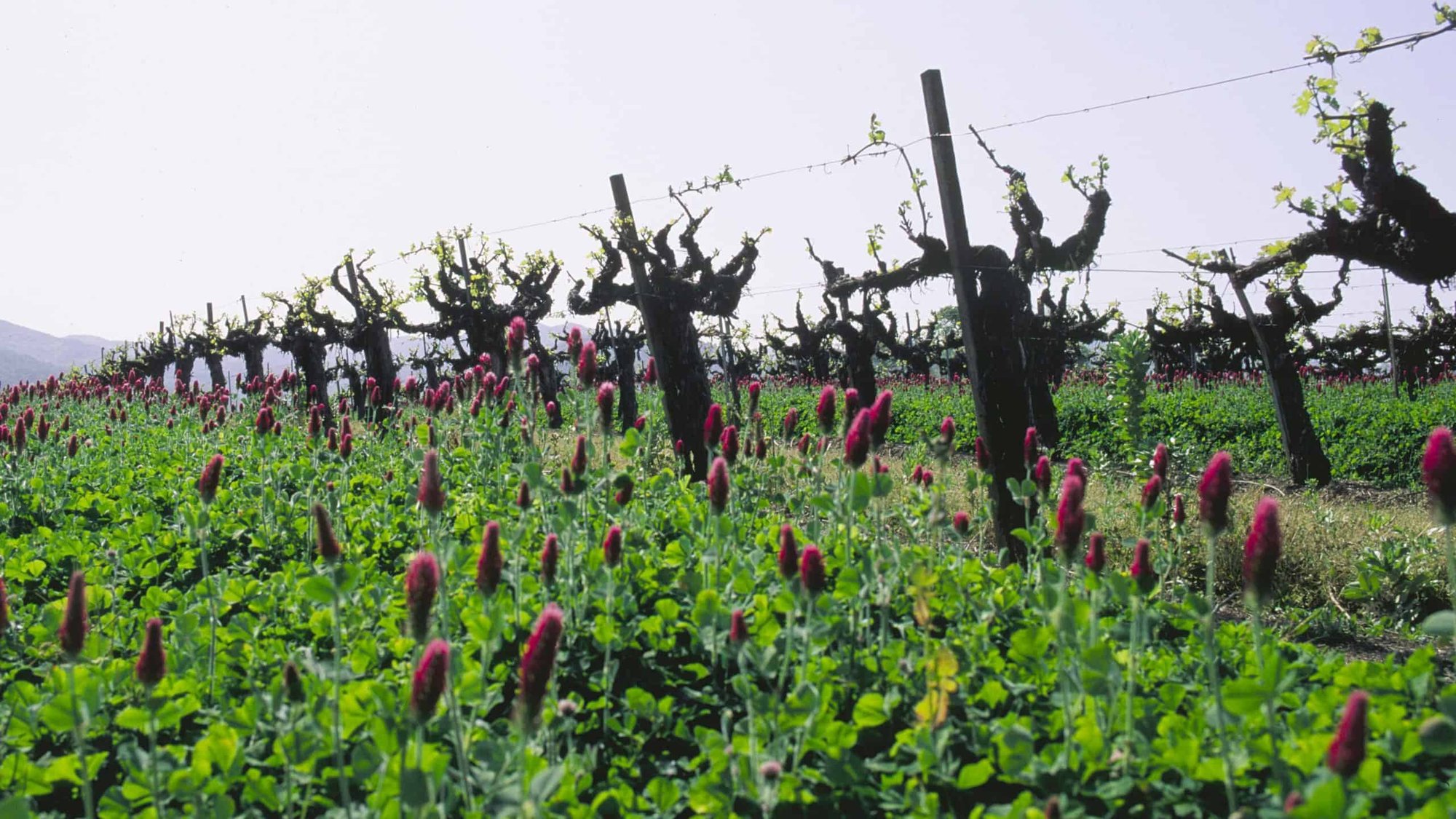 Chance Creek Vineyards winery in Redwood Valley, United States