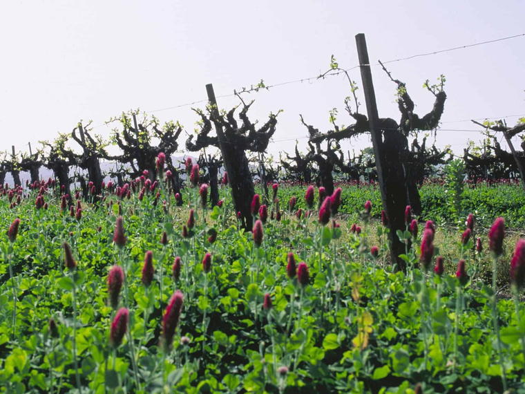 Chance Creek Vineyards, Redwood Valley, United States