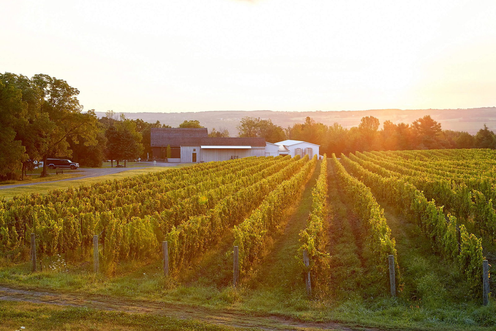 Hermann J. Wiemer Vineyard