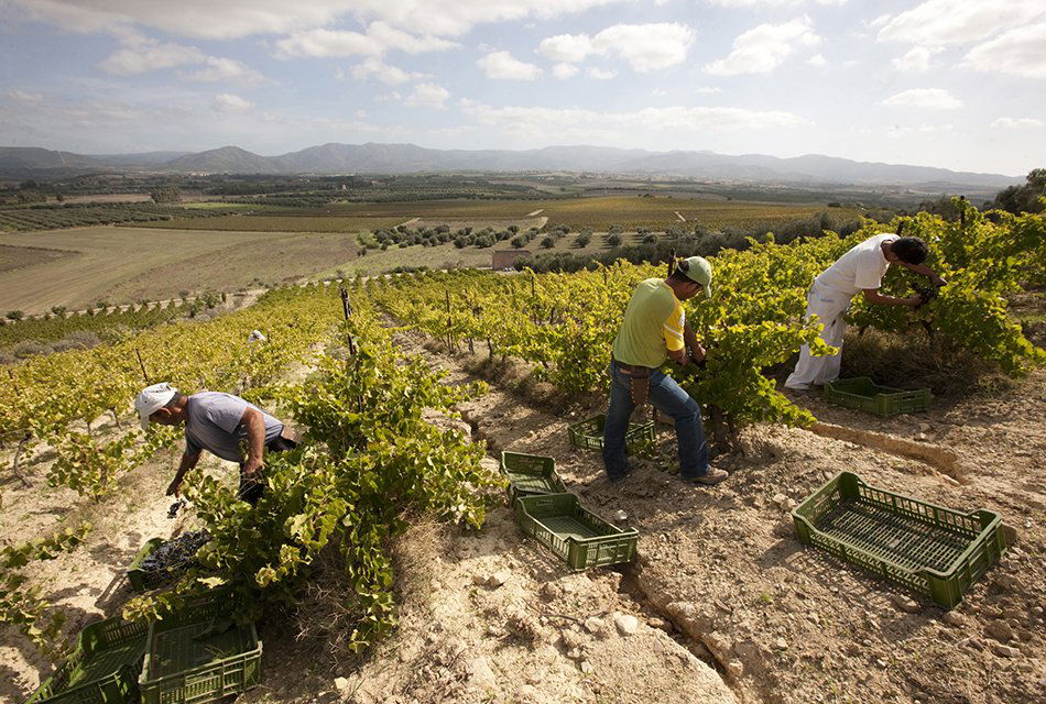 Argiolas, Winery in Serdiana