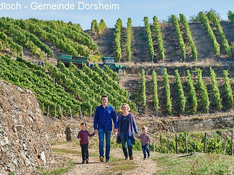 Weingut Joh. Bapt. Schäfer, Burg Layen, Germany