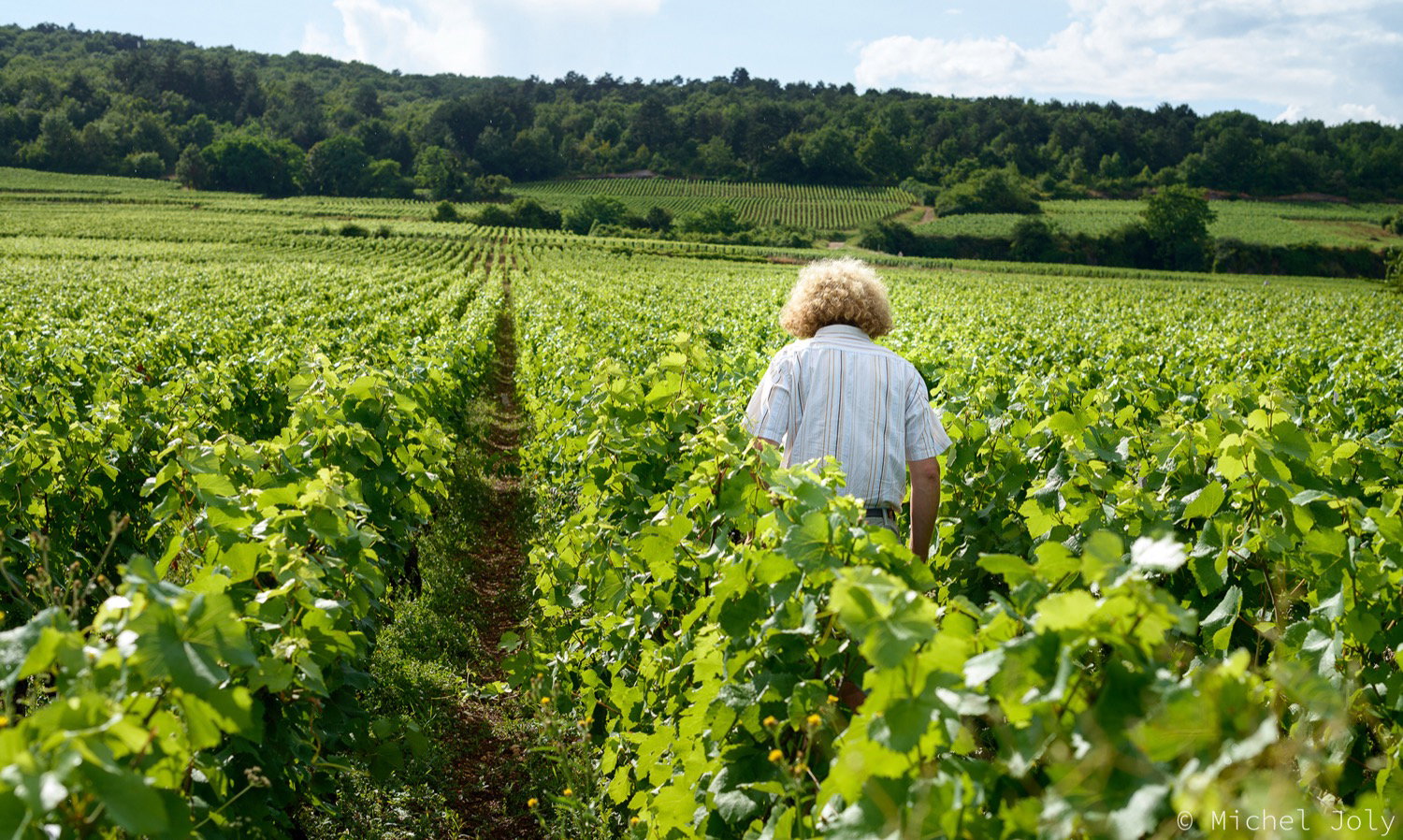 Domaine Sylvain Pataille, Marsannay, France