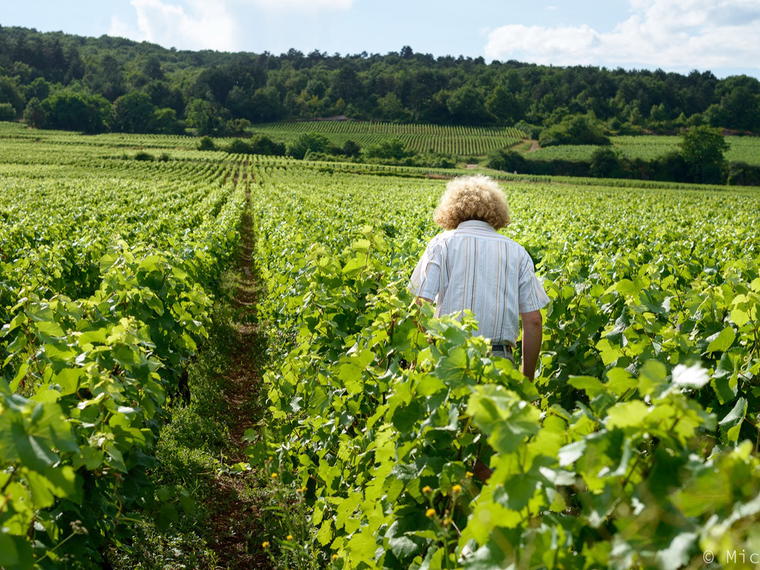Domaine Sylvain Pataille, Marsannay, France