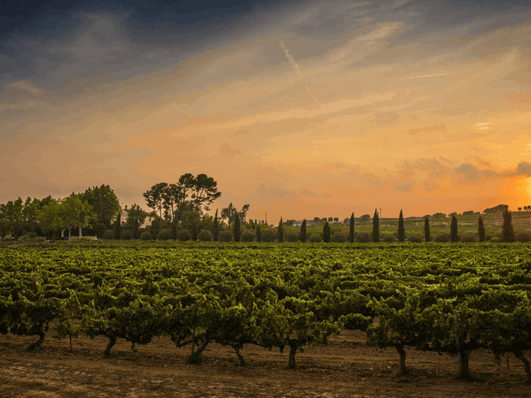 Familia Torres, Pacs del Penedès, Spain
