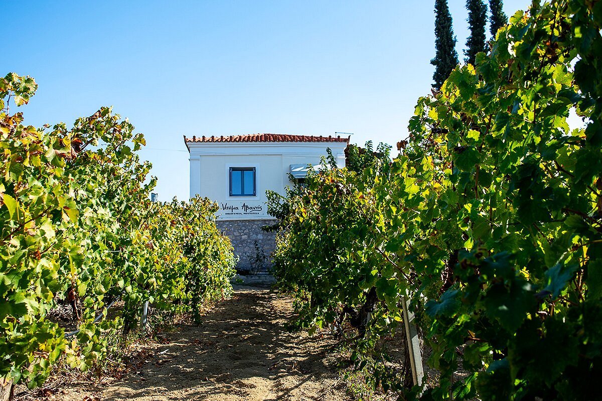 Avantis Estate winery in Chalkida, Greece