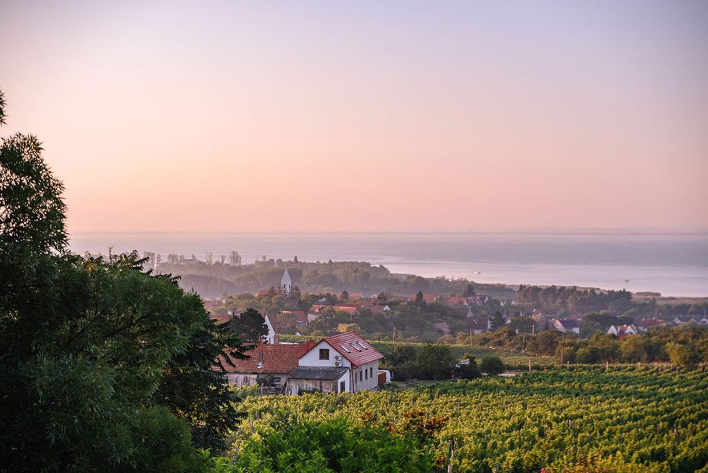Homola Pincészet, Winery in Paloznak