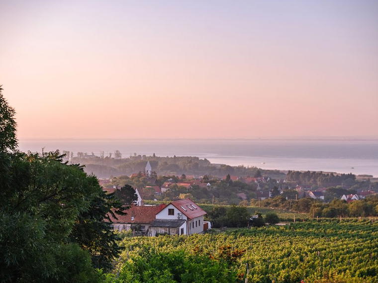 Homola Pincészet, Paloznak, Hungary