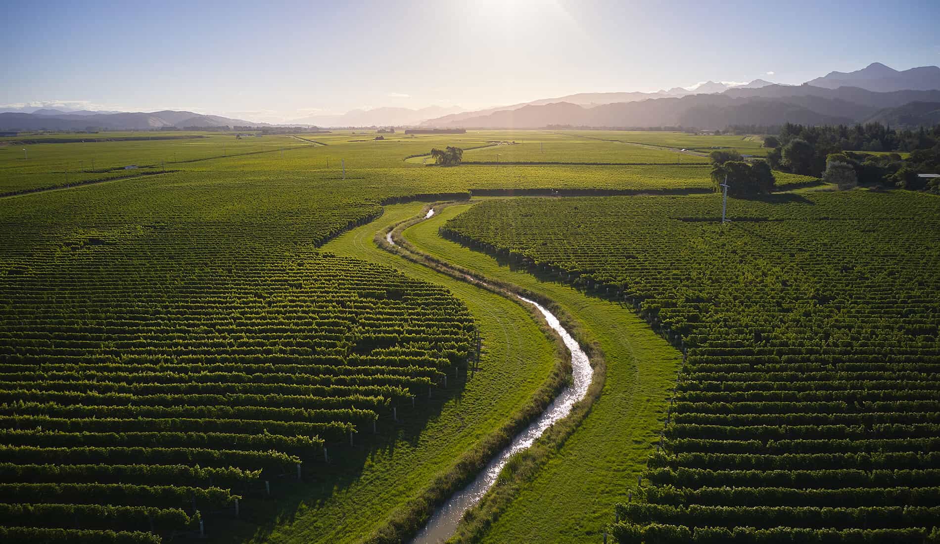 Cloudy Bay Vineyards
