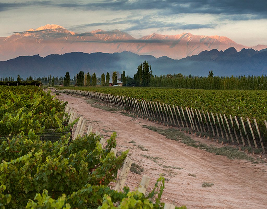 Bodega Mendel