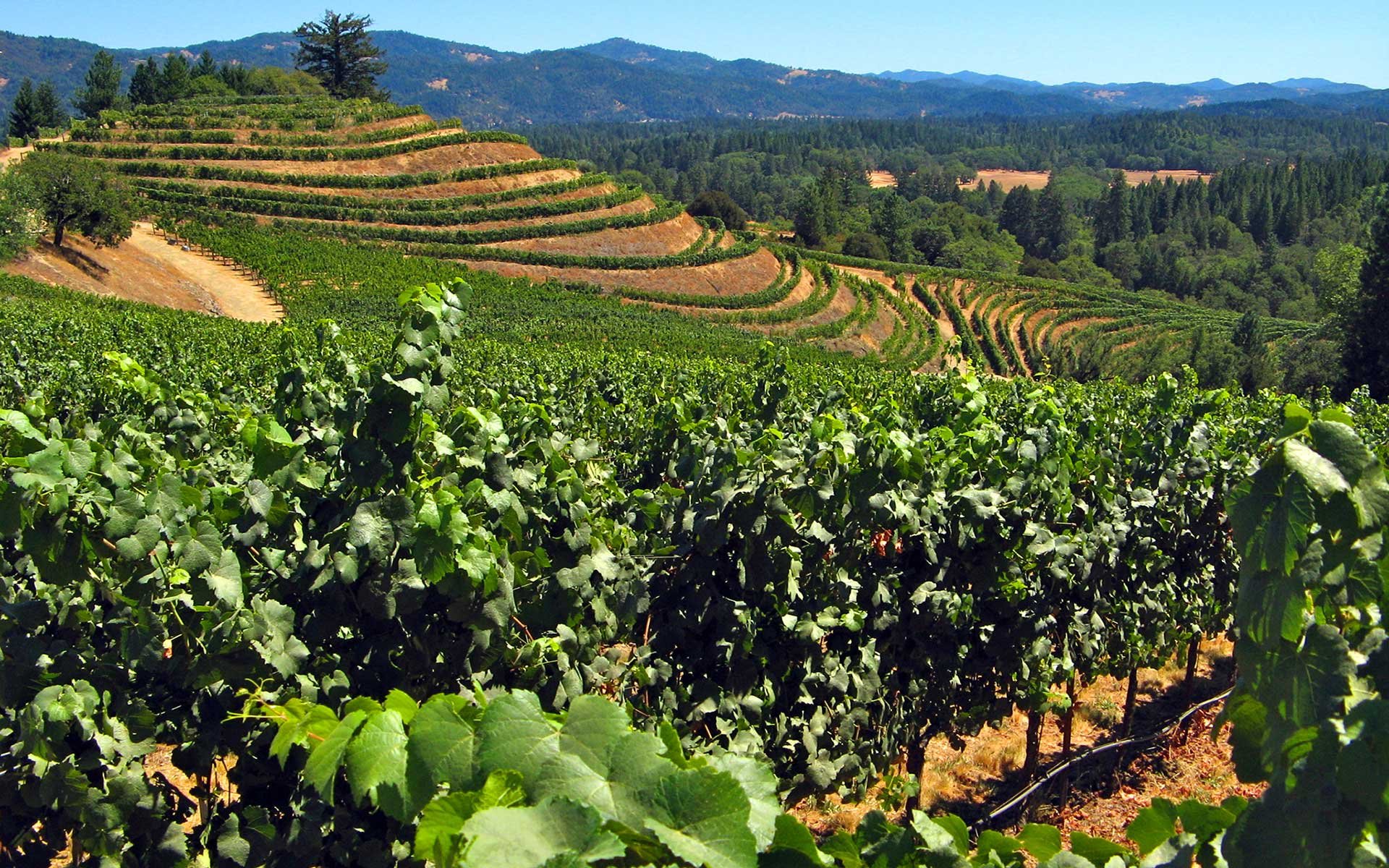 Alder Springs Vineyard, Winery in Laytonville