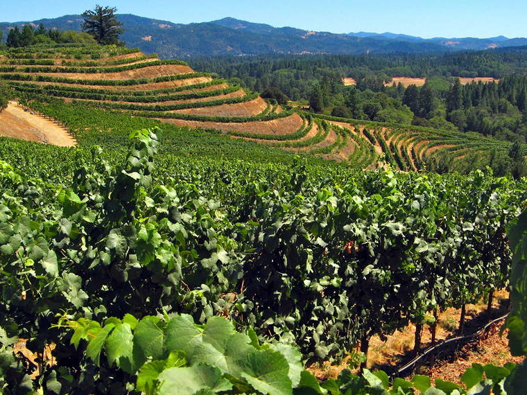 Alder Springs Vineyard, Laytonville, United States