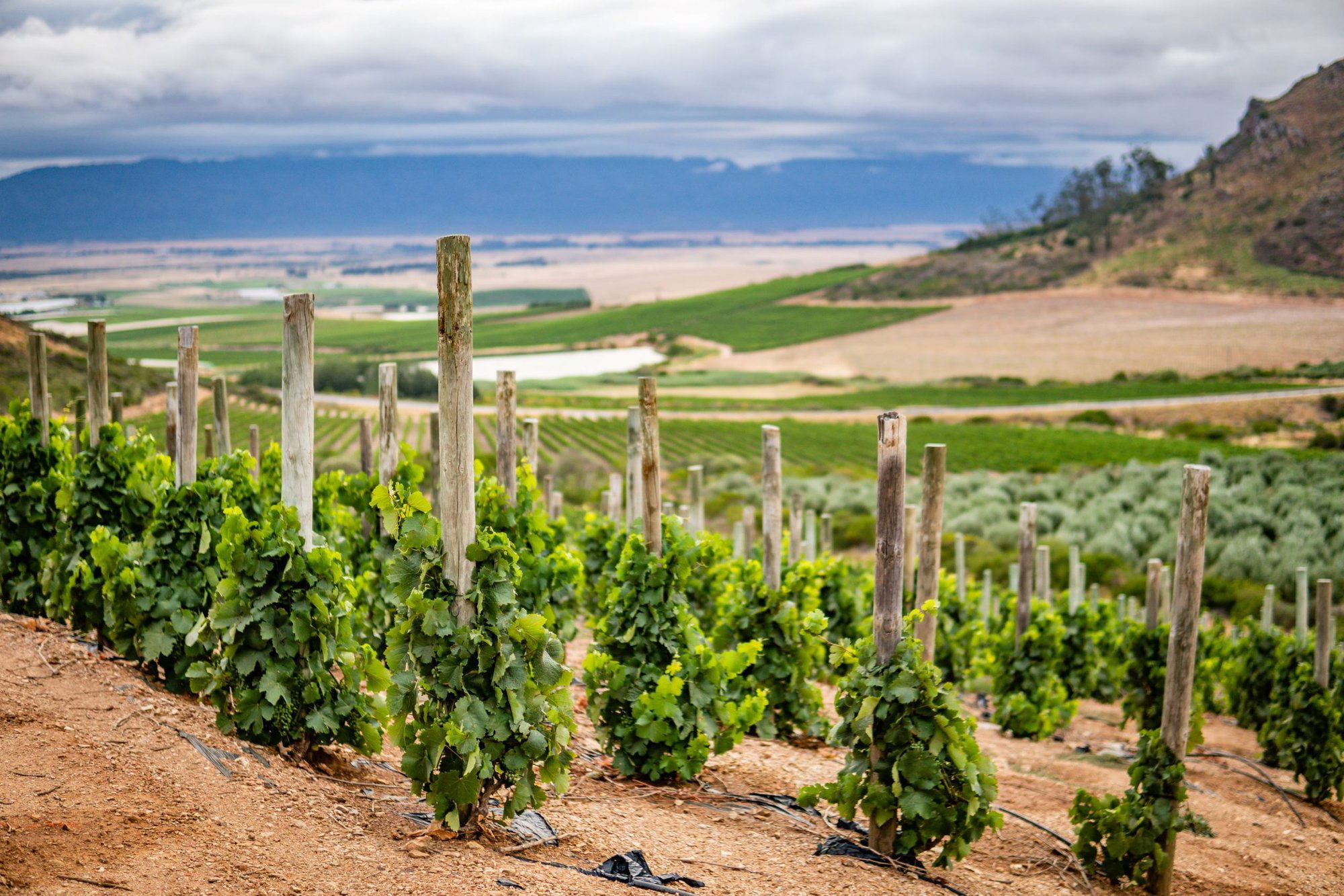 Kloovenburg Wine & Olive Estate, Winery in Swartland