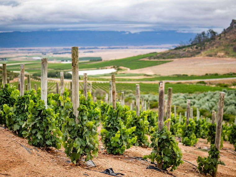 Kloovenburg Wine & Olive Estate, Swartland, South Africa