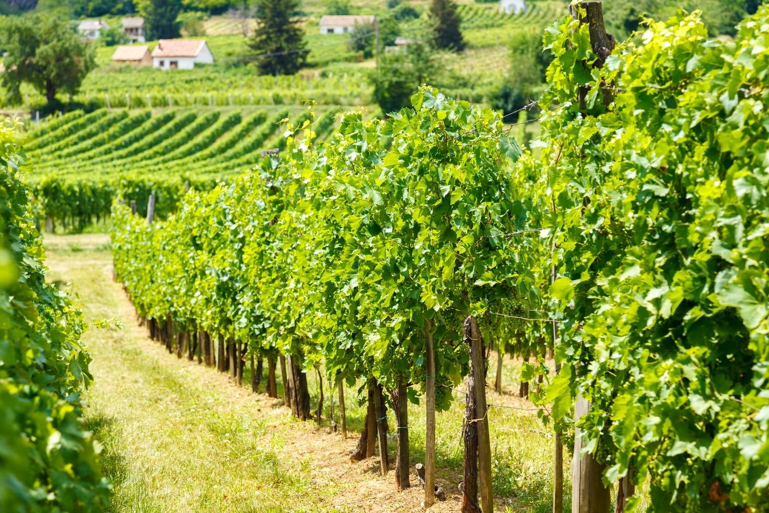 Gere Tamás & Zsolt Winery