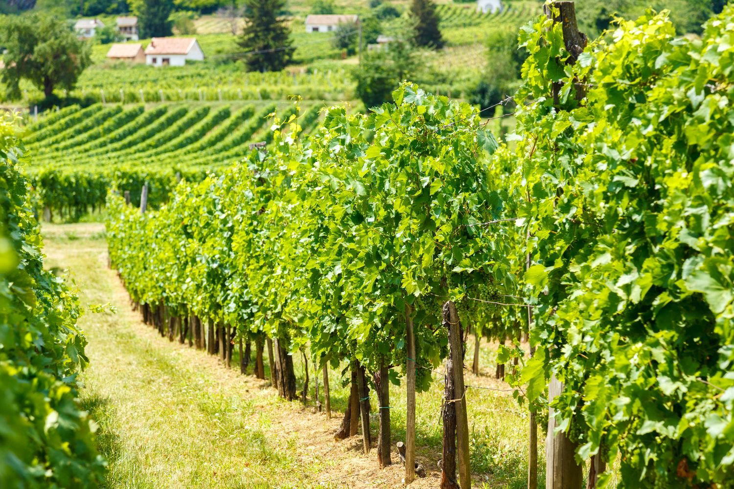 Gere Tamás & Zsolt Winery winery in Villány