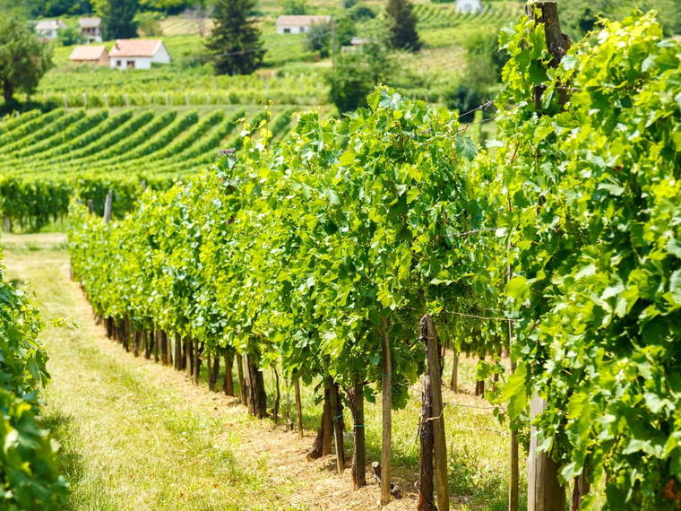 Gere Tamás & Zsolt Winery, Villány, Hungary