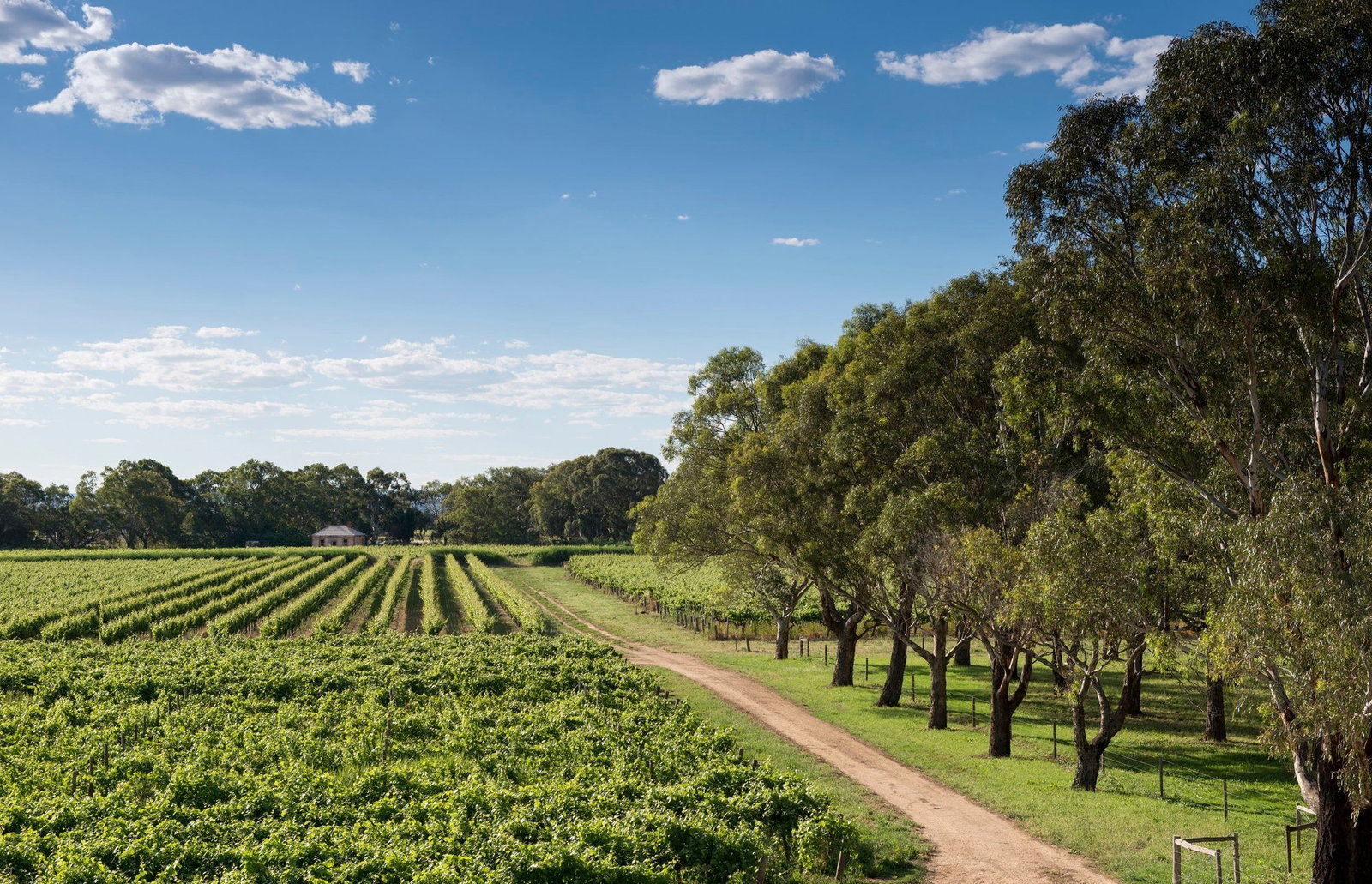 Bleasdale Vineyards, Langhorne Creek, Australia