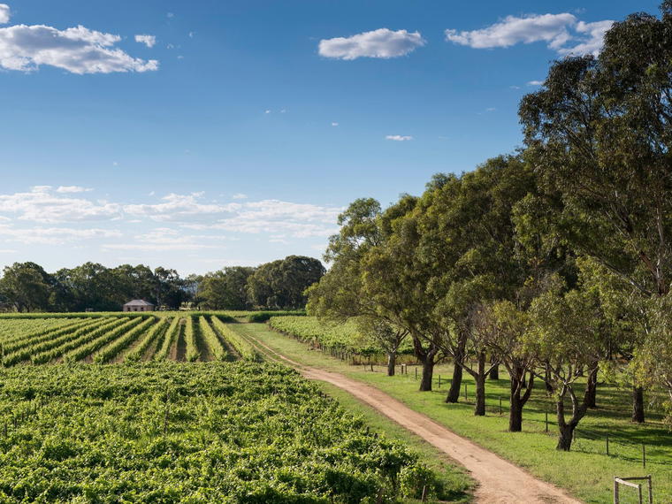 Bleasdale Vineyards, Langhorne Creek, Australia