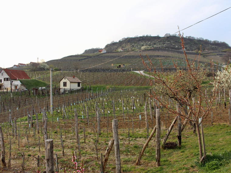 Fekete Pince (Somló), Somlóvásárhely, Hungary