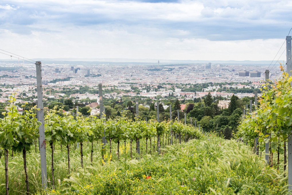 Weingut Wien Cobenzl, Winery in Vienna