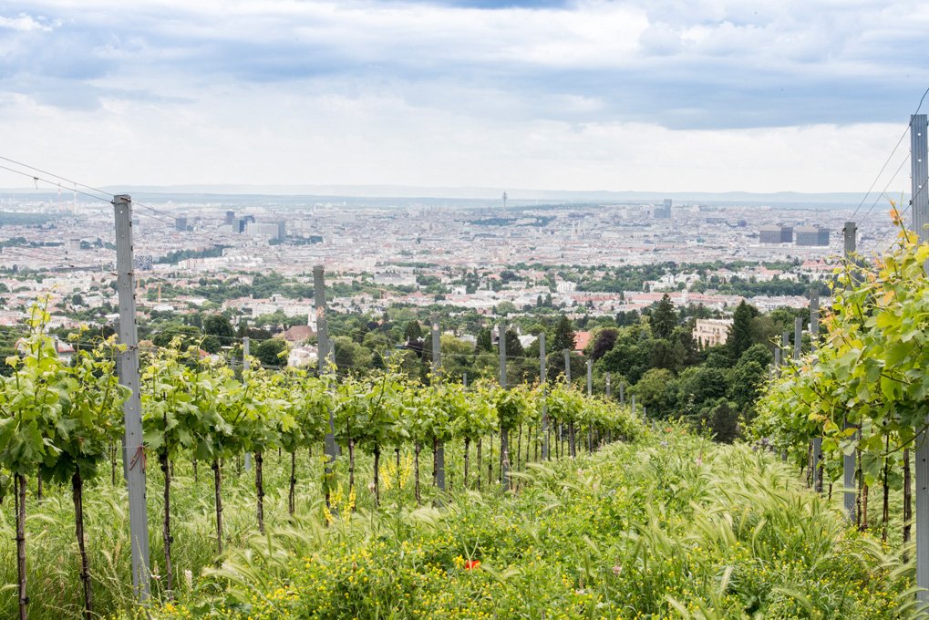 Weingut Wien Cobenzl