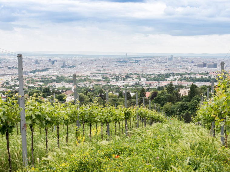 Weingut Wien Cobenzl, Vienna, Austria