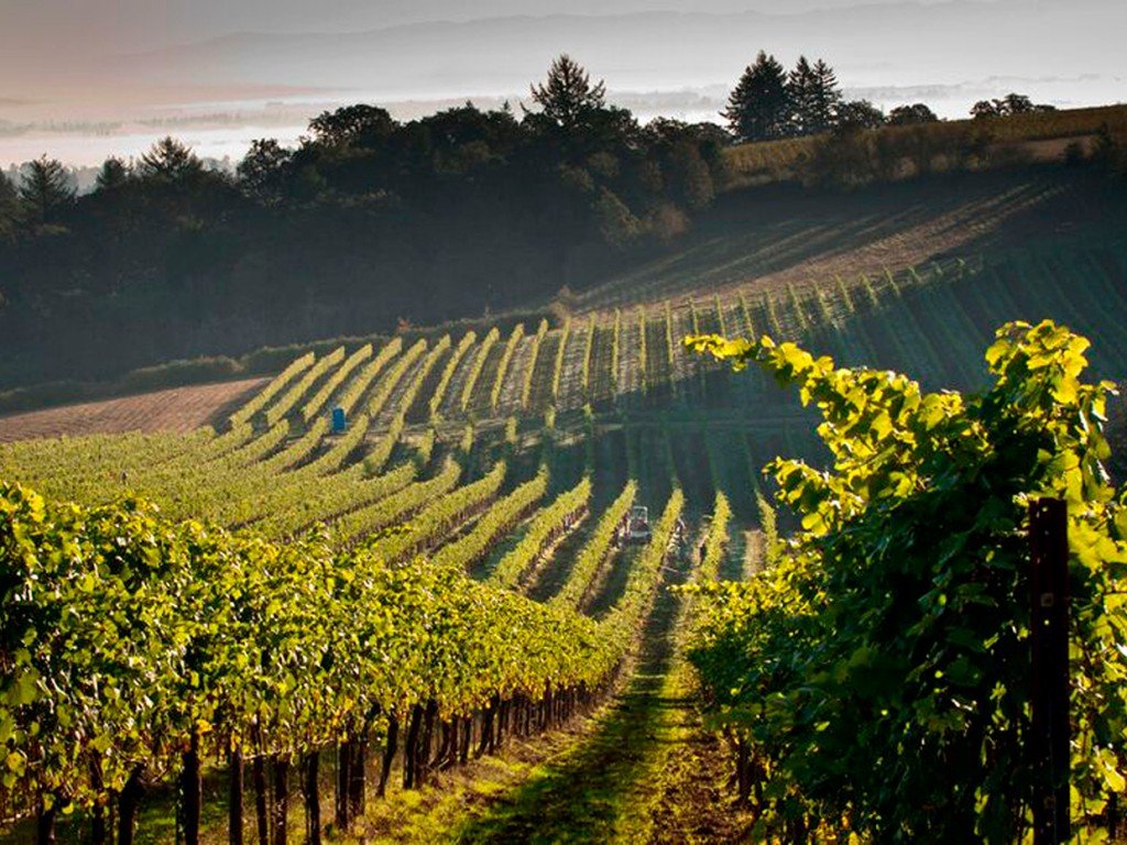 Evening Land Vineyards, Winery in Salem