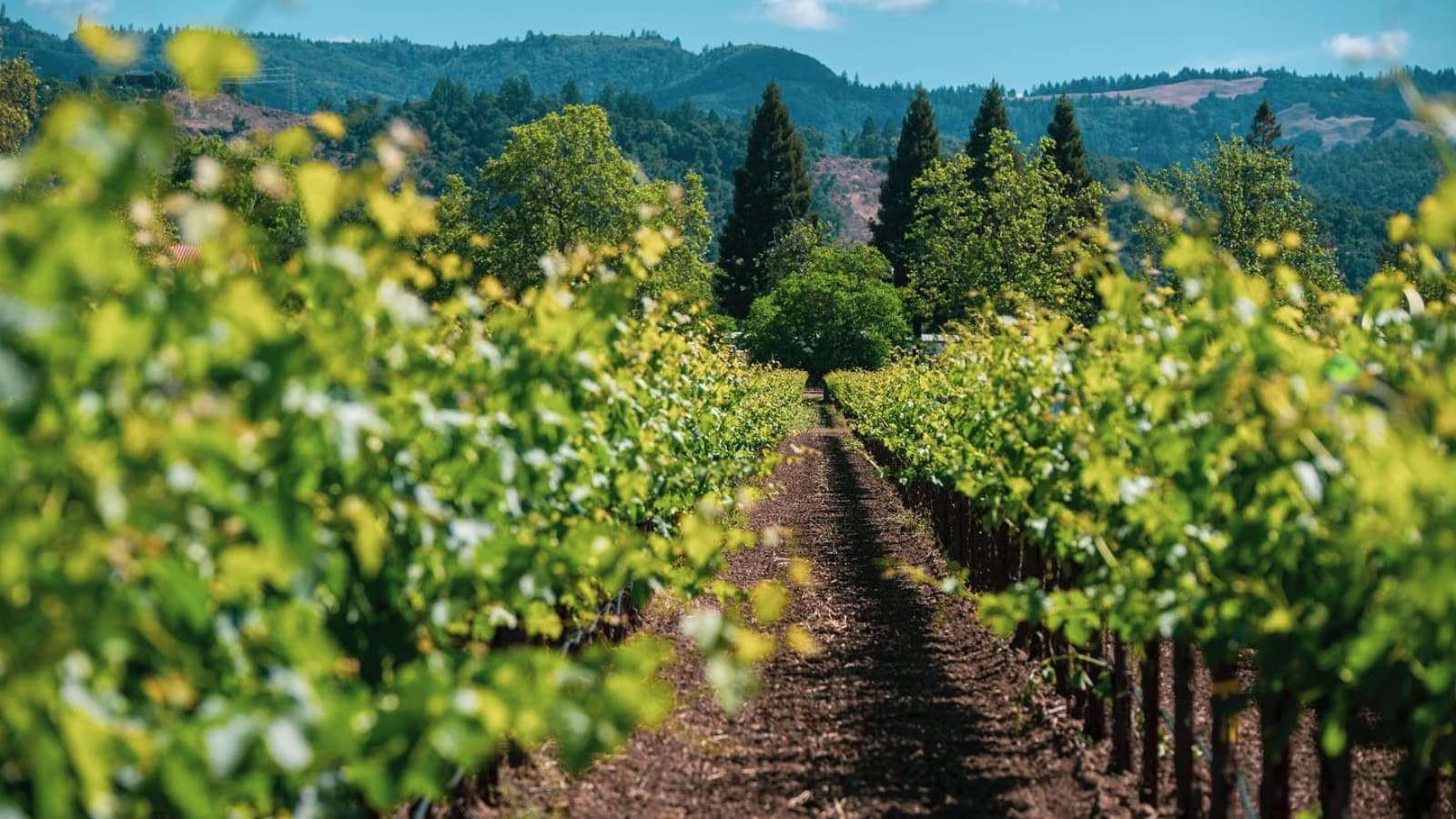 Salvestrin Winery winery in St. Helena, United States