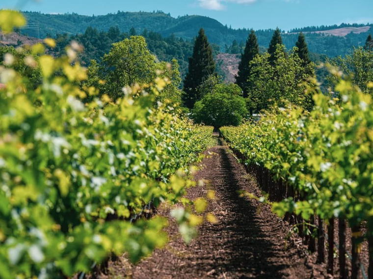 Salvestrin Winery, St. Helena, United States