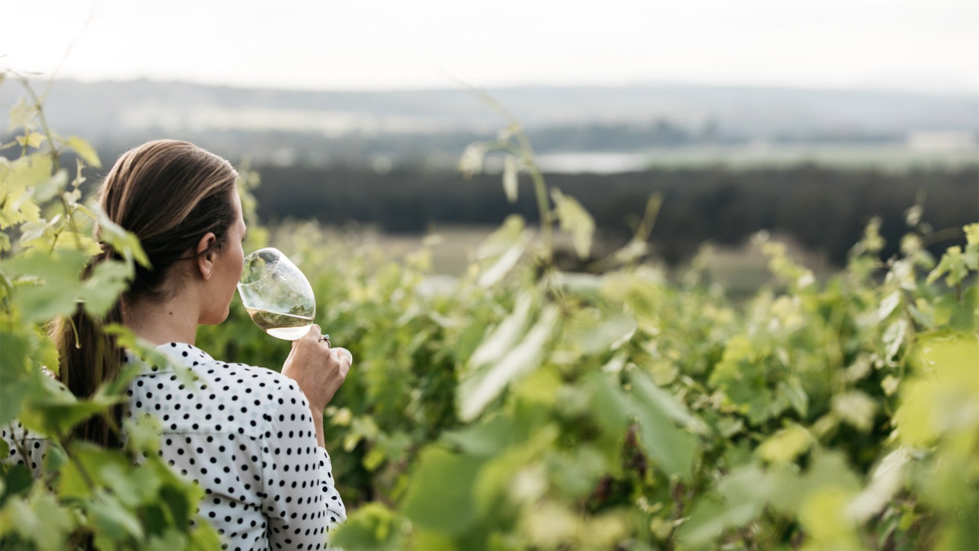 McGuigan Wines, Winery in Hunter Valley