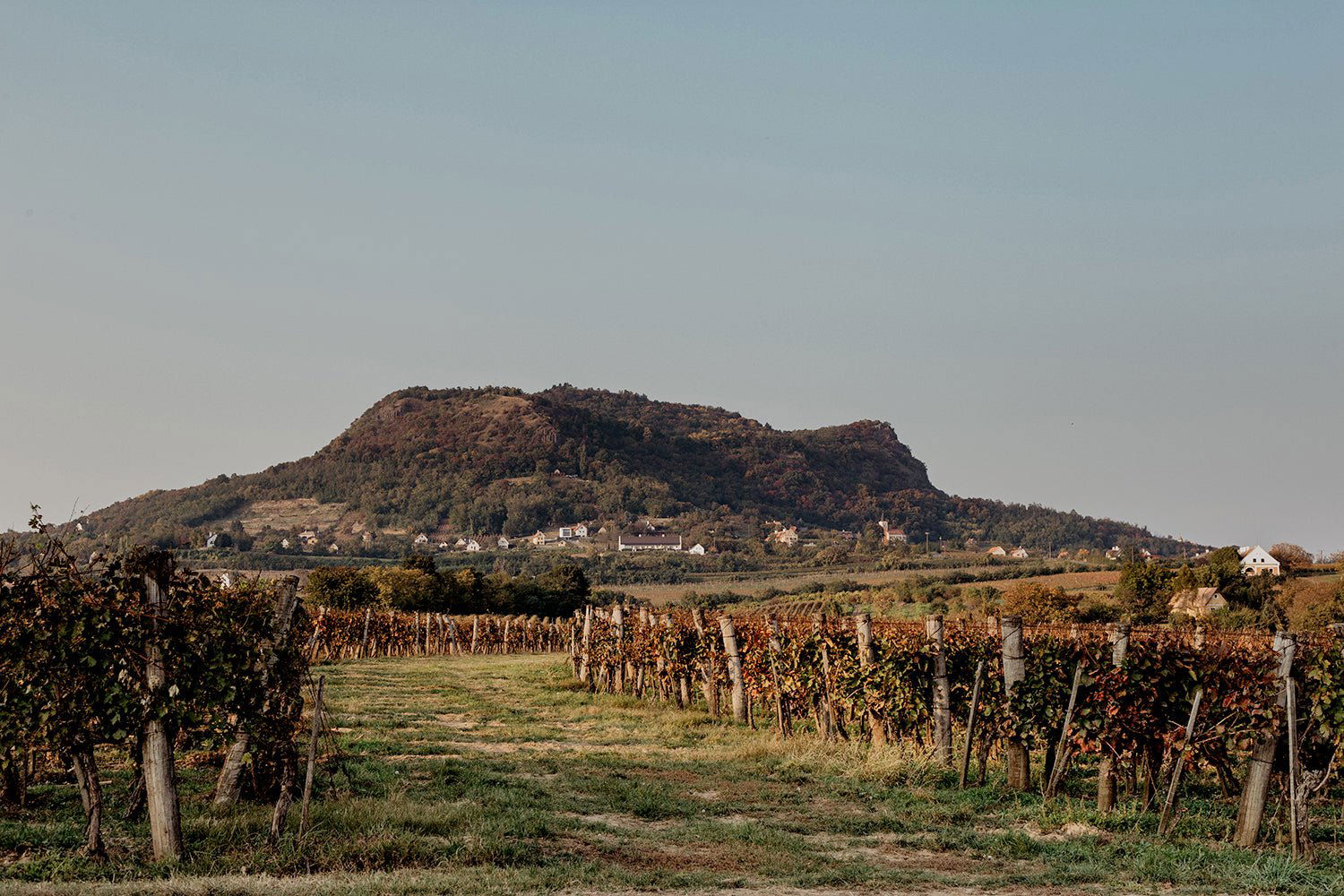 Gilvesy Winery, Winery in Hegymagas