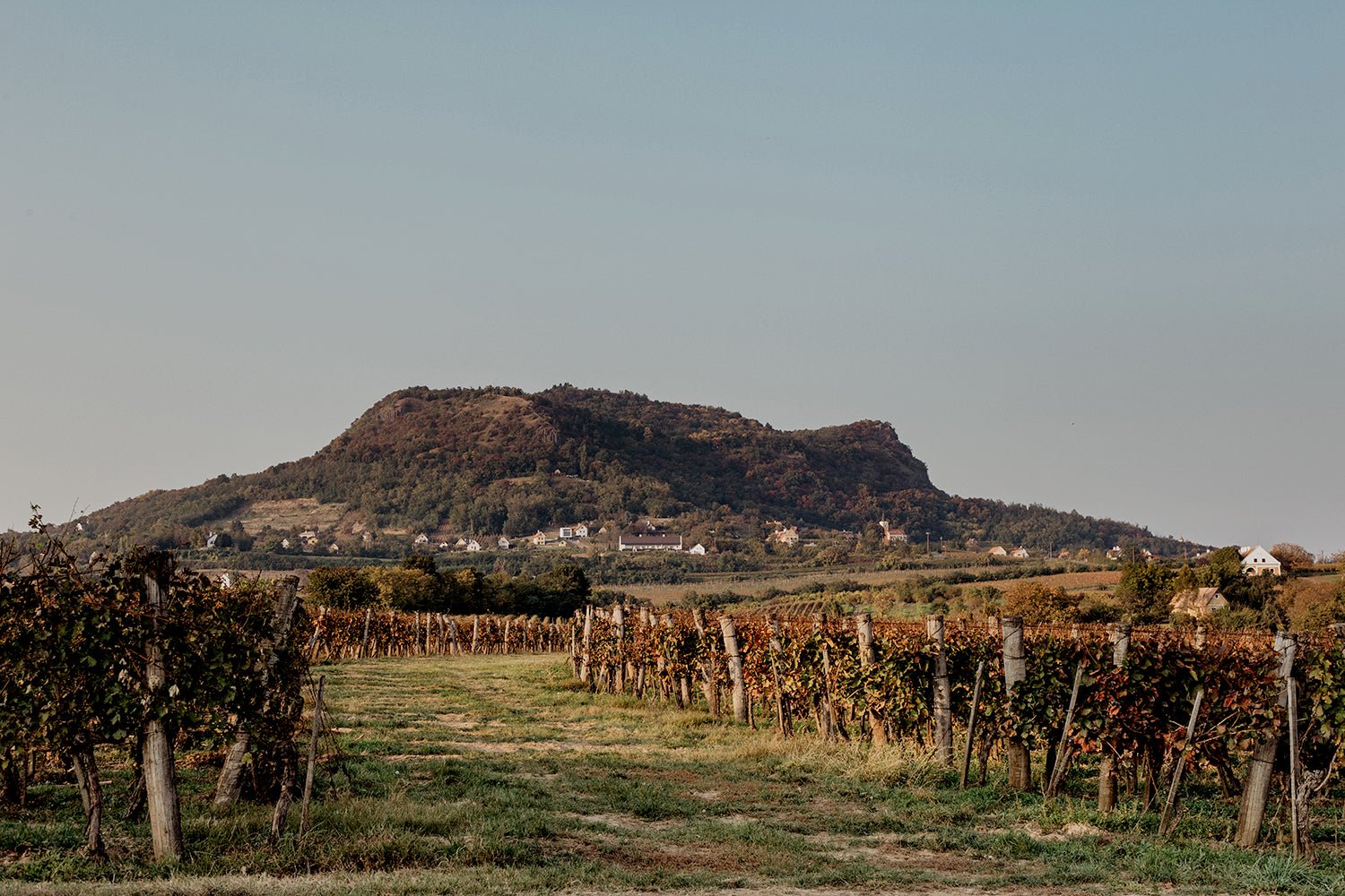 Gilvesy Winery