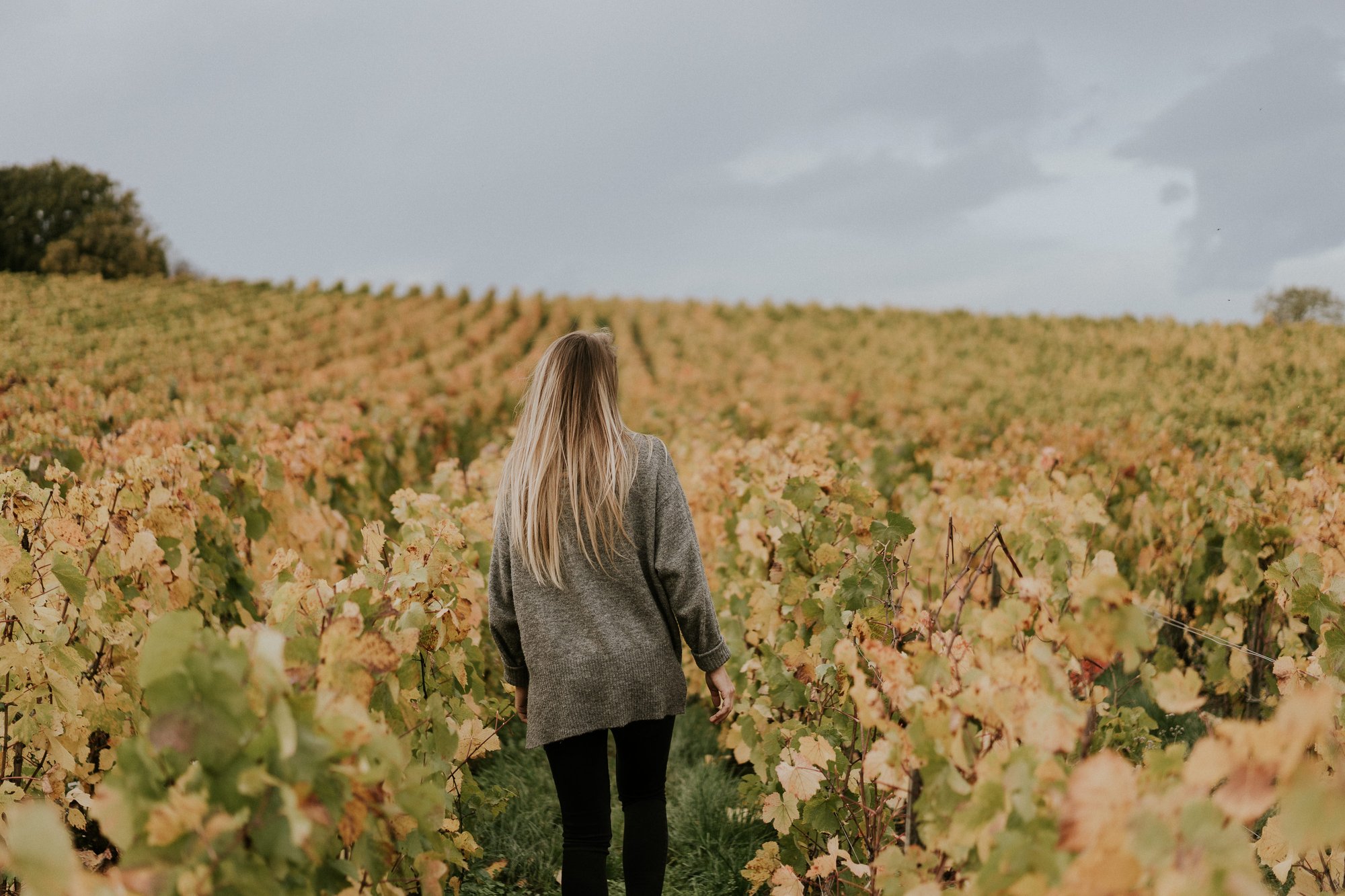 A. Margaine winery in Villers-Marmery, France