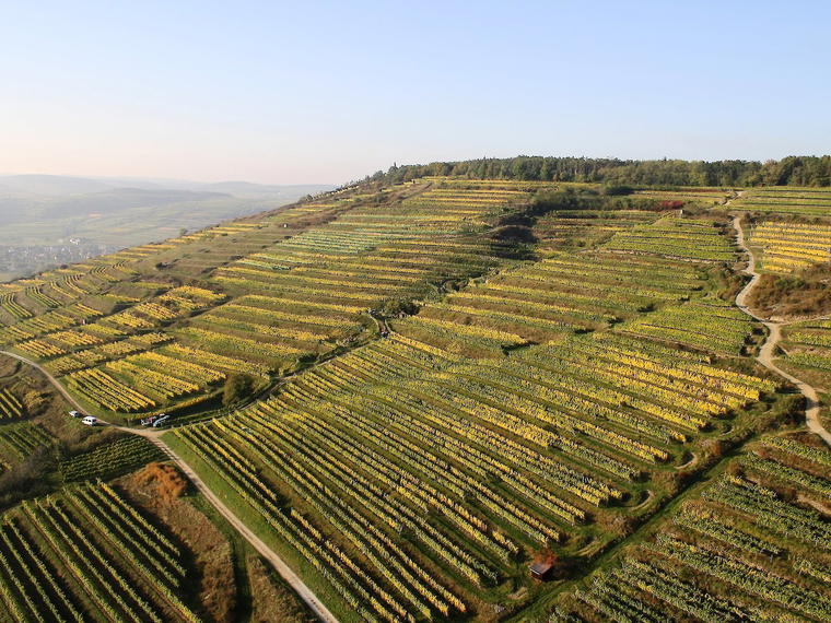 Weingut Bründlmayer, Langenlois, Austria