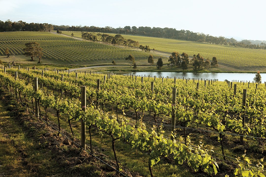Yabby Lake Vineyard winery in Mornington Peninsula, Australia