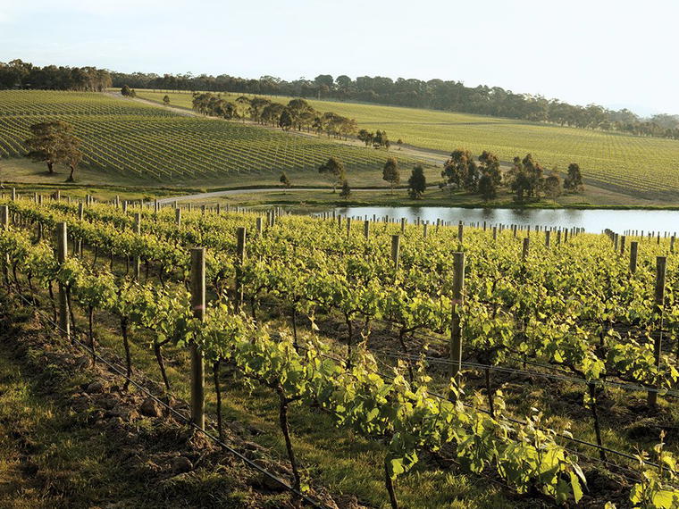 Yabby Lake Vineyard, Mornington Peninsula, Australia
