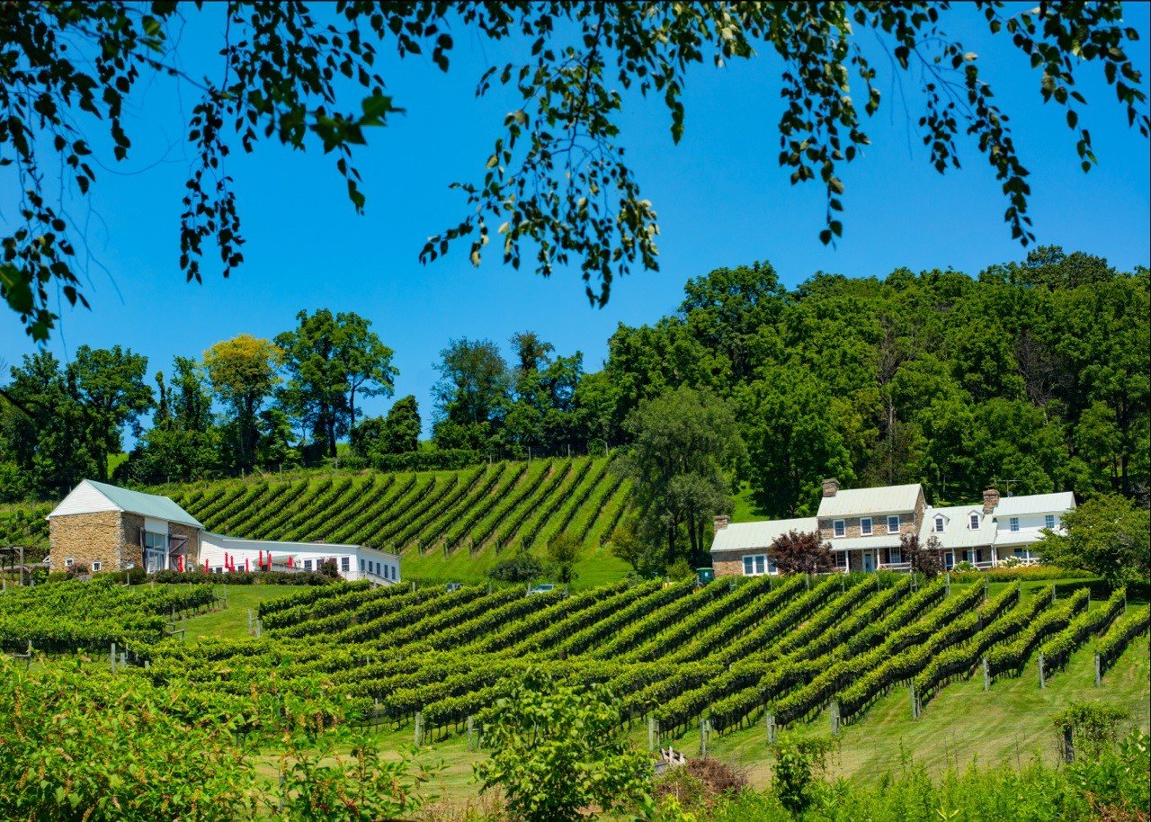 Hillsborough Vineyards & Brewery winery in Hillsboro, United States