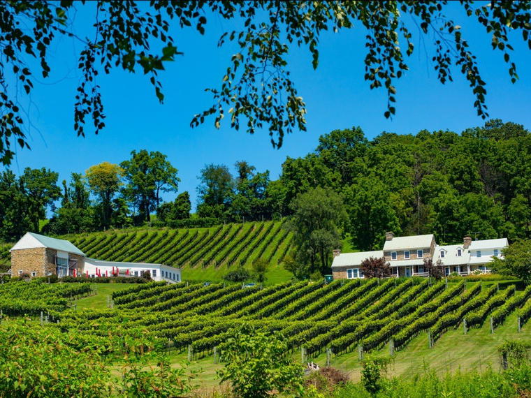 Hillsborough Vineyards & Brewery, Hillsboro, United States