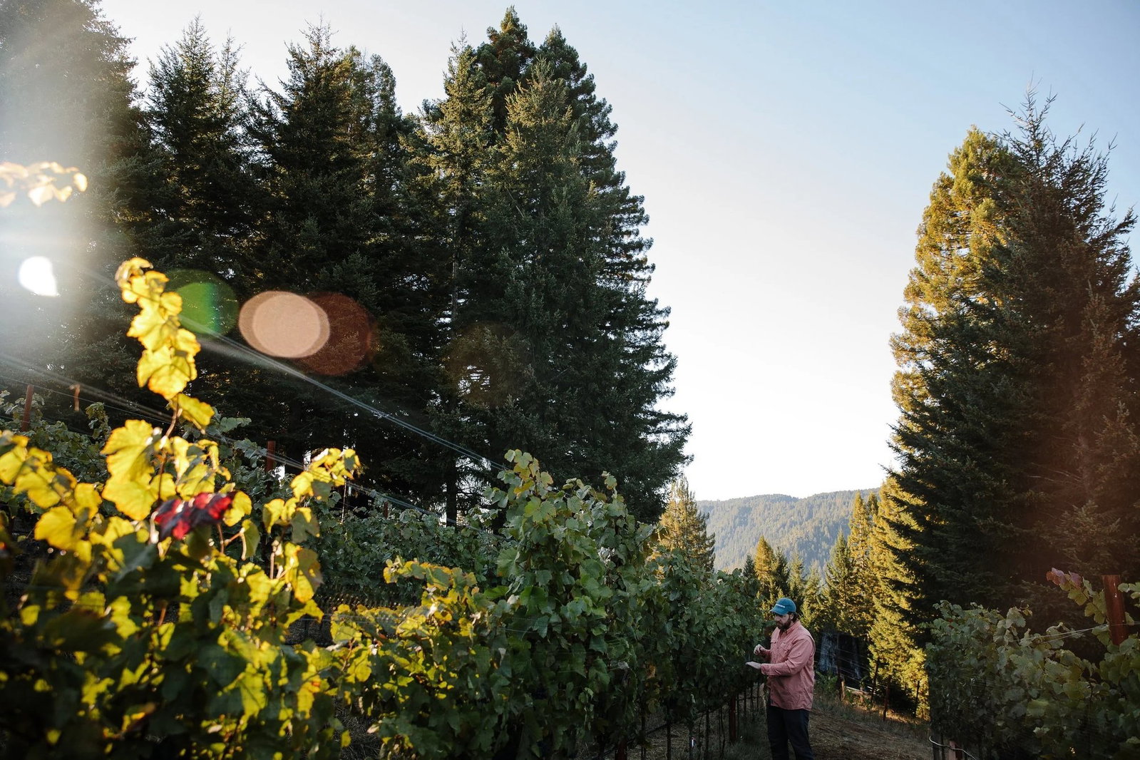 Wentworth Vineyard & Ranch, Philo, United States