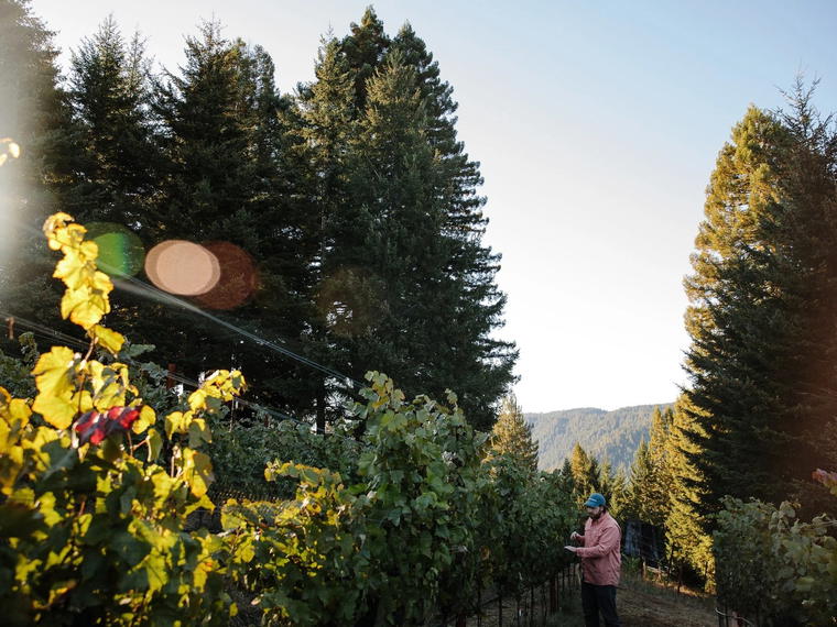 Wentworth Vineyard & Ranch, Philo, United States