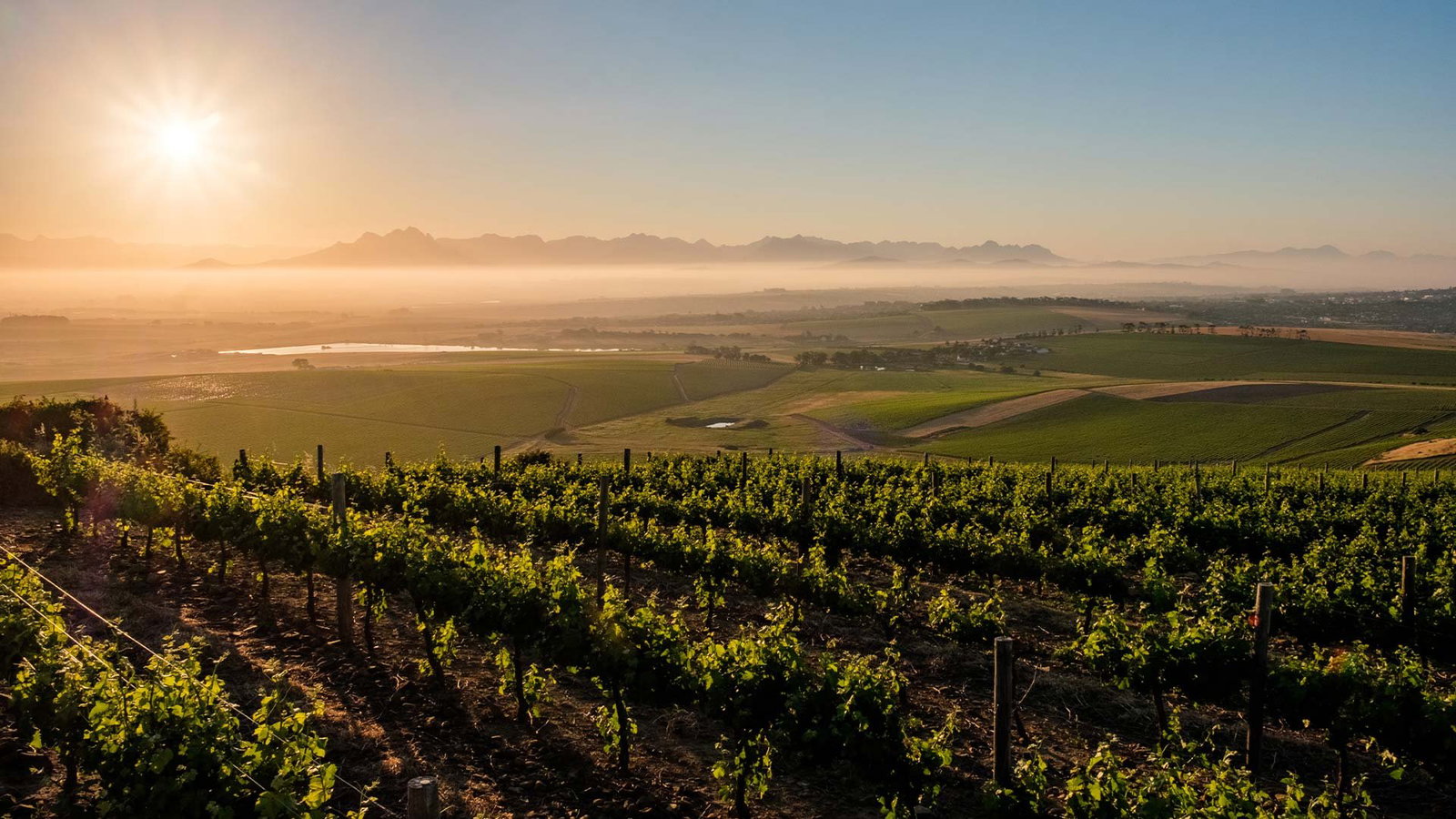 Diemersdal Wine Estate