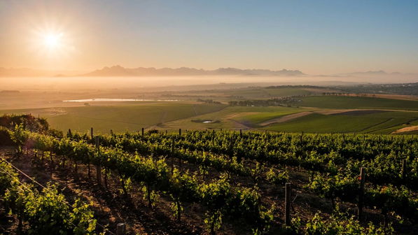 Diemersdal Wine Estate