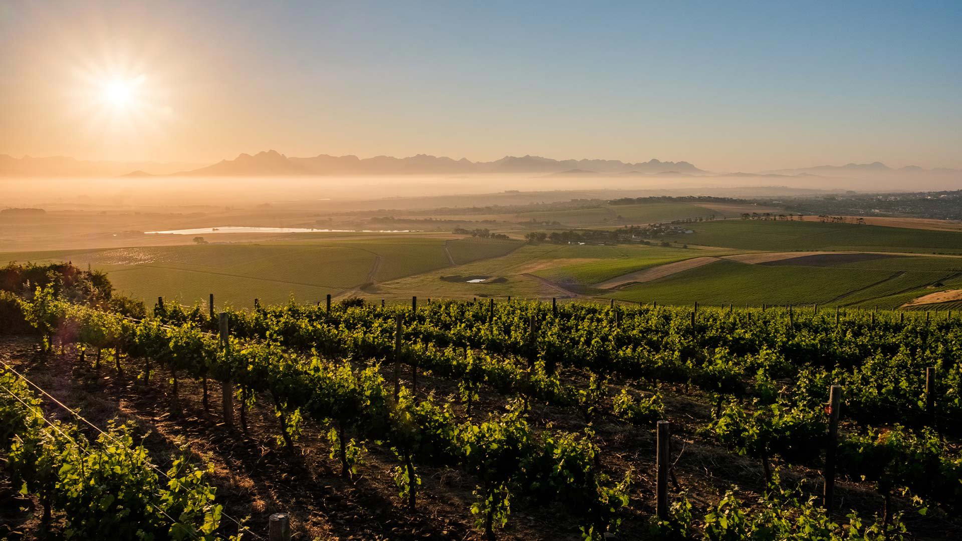 Diemersdal Wine Estate, Cape Town, South Africa