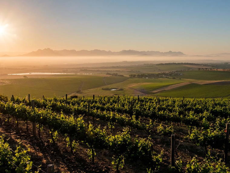 Diemersdal Wine Estate, Cape Town, South Africa