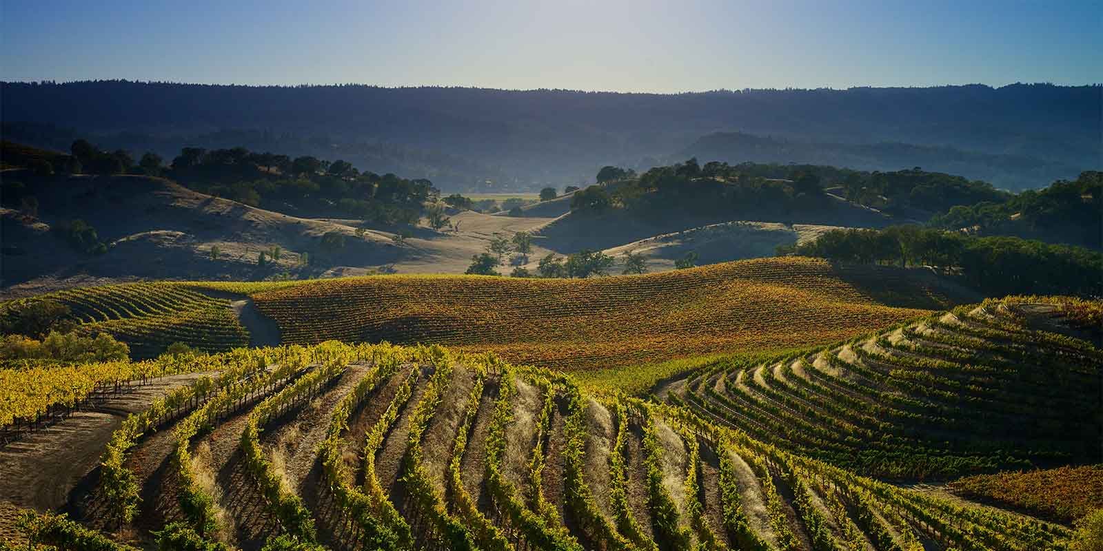 St. Supéry Estate Vineyards & Winery, Rutherford, United States