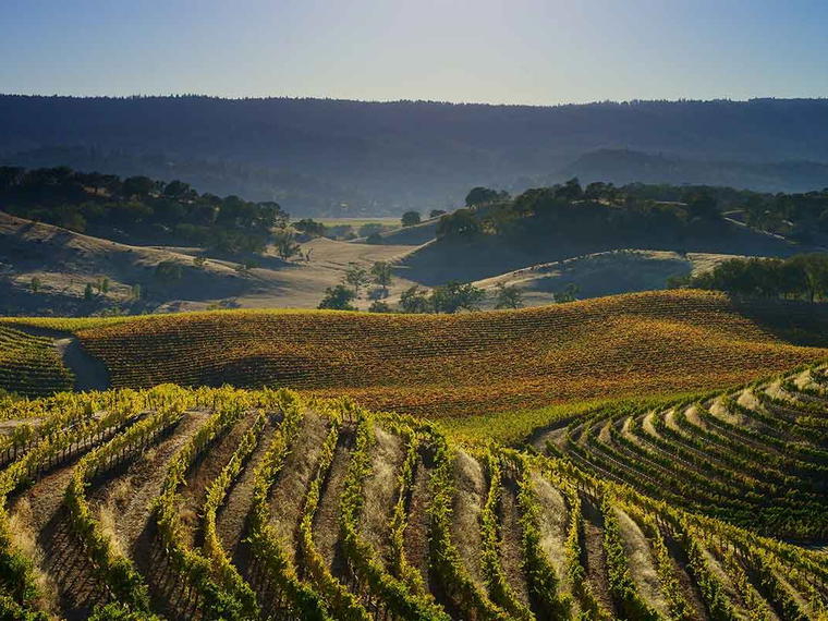 St. Supéry Estate Vineyards & Winery, Rutherford, United States